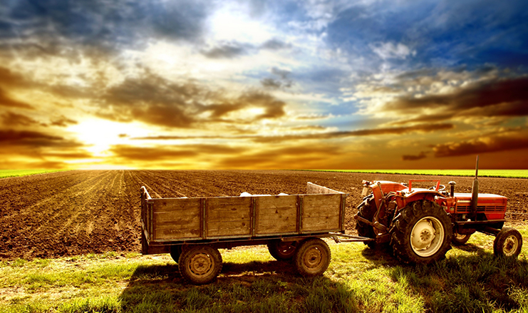 field crops research